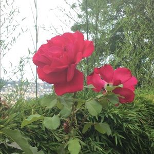 Meet your Posher, Trinity